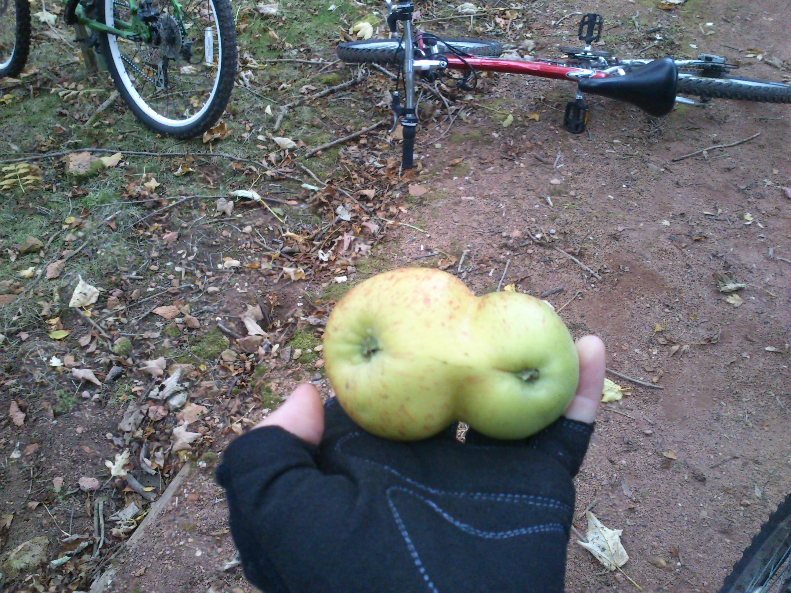 Ano, hybridní svět Anglie překvapuje i na jabloních.