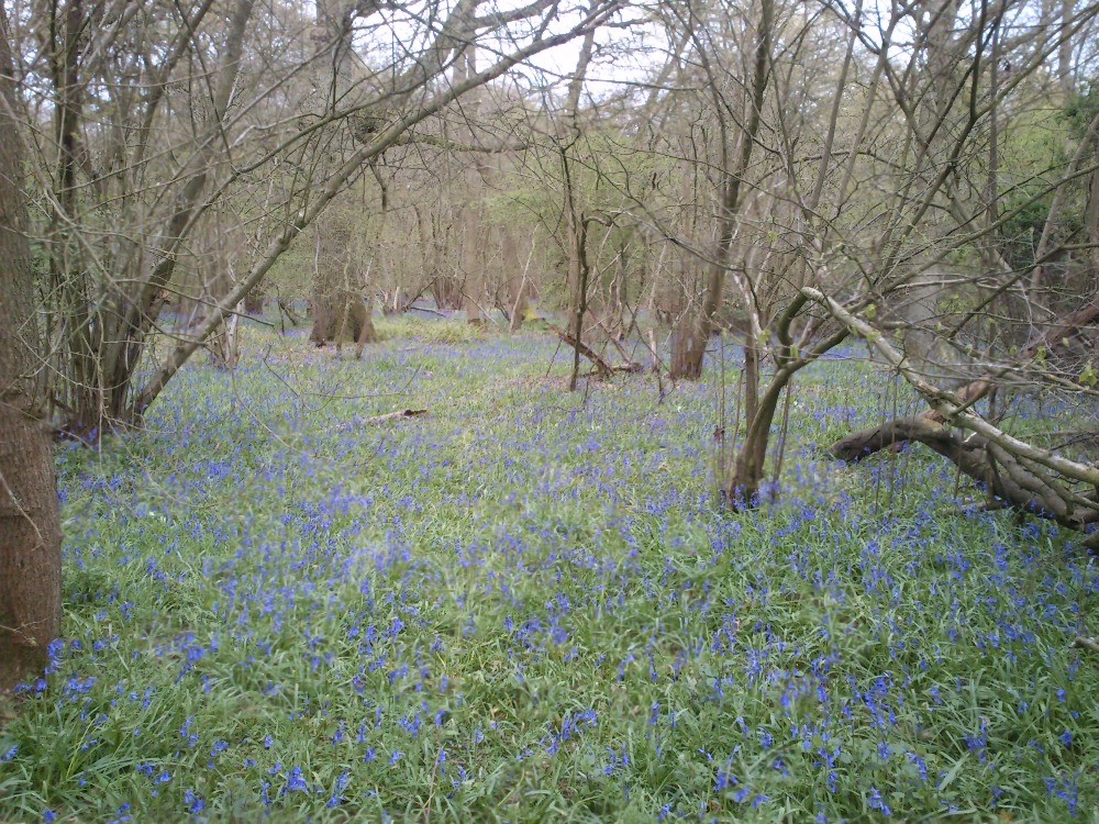 Marston Thrift pučí jarem.