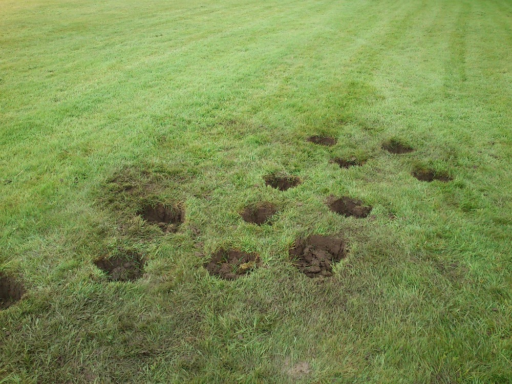 A management golfového hřiště má velkou radost. Můžou hrát pro změnu kuličky. 