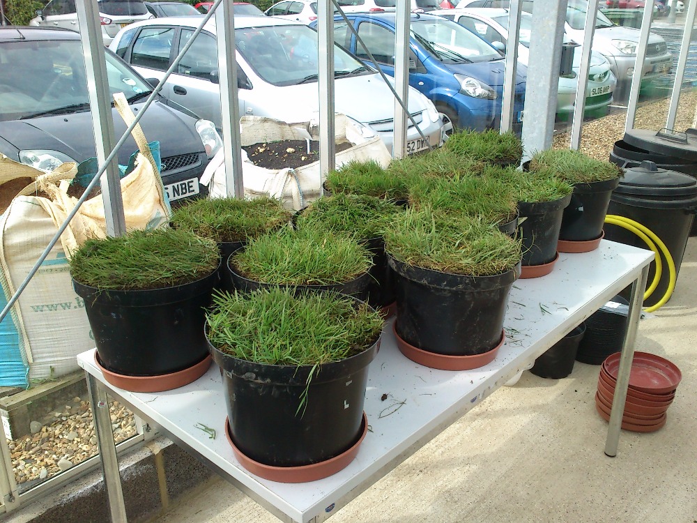 A toto je ode dneška moje skleníková láska.