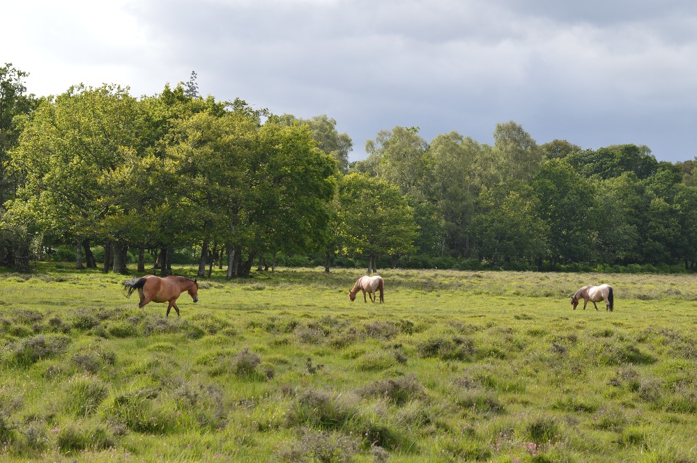 NP New Forest a jeho exmoorští poníci.
