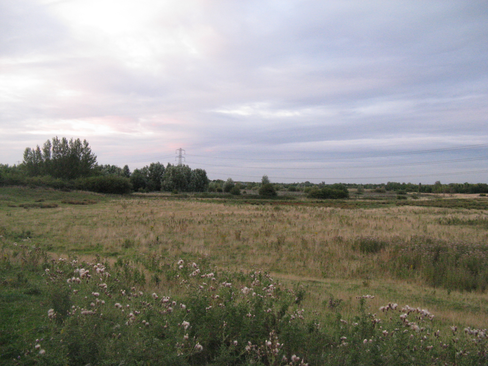 Přilehlý Marston Forest (je to spíše louka)