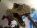 Ano, Tyranosaurus ze škeblí, cena astronomická.