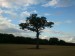 Baobab na obilném poli čekal týden na vlastní foto